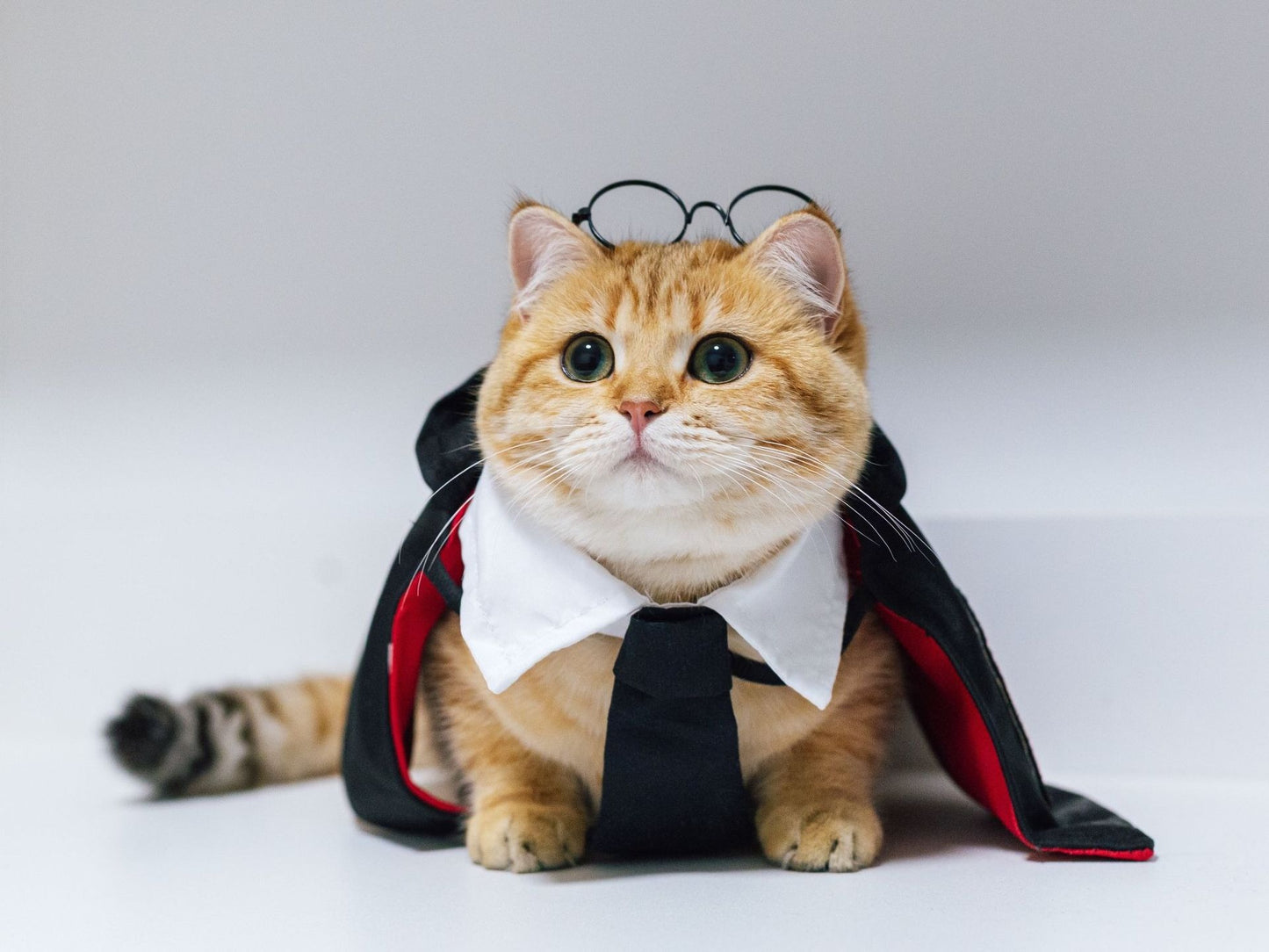 Pet Cute high-quality cloak decoration for Halloween